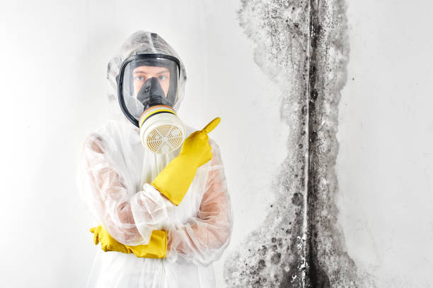 Best Forensic Mold Investigation  in Chenango Bridge, NY